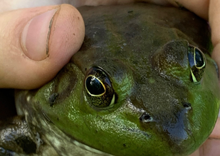 zoomed in on the frogs eye